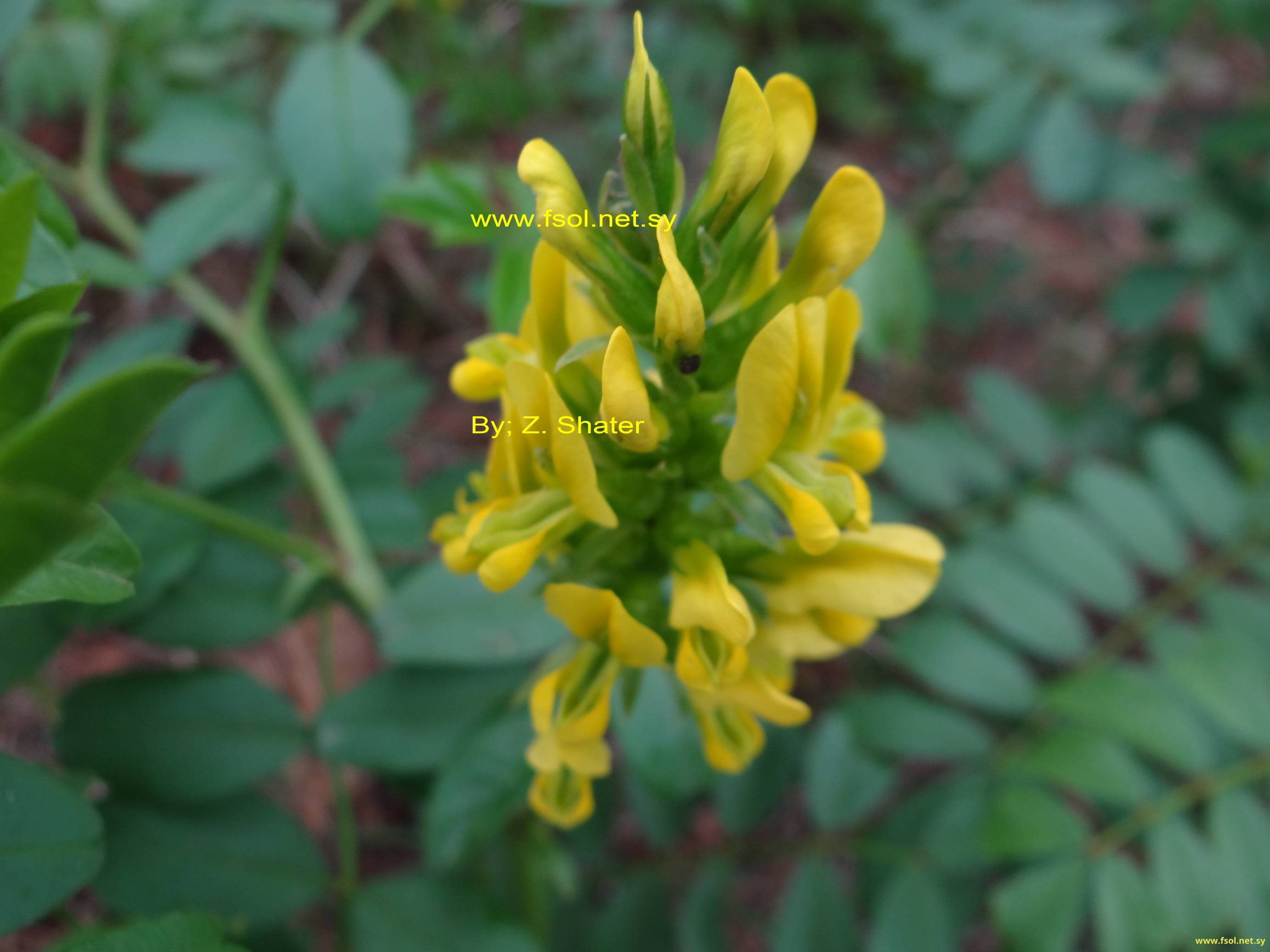 Glycyrrhizopsis flavescens (Boiss.) Boiss.